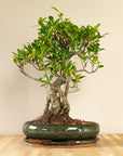 Ani Ficus