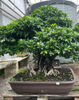 Ficus nr 28