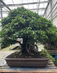 Ficus nr 28