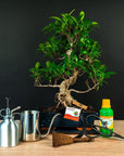 Ficus startset