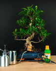 Ficus startset