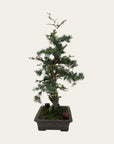 Juniperus No. 36