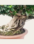 Ficus nr 28
