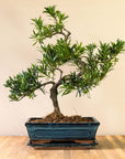 Podocarpus Sobo