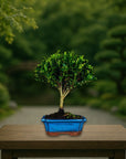 Testbonsai