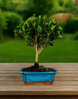 Testbonsai