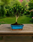 Testbonsai
