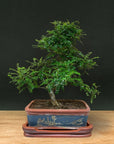 Zanthoxylum (Limited Editon)