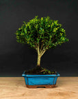 Testbonsai