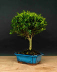 Testbonsai