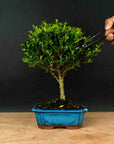 Testbonsai