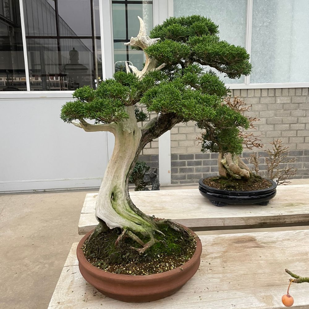Juniperus No. 31