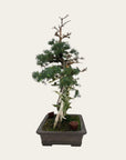 Juniperus No. 36