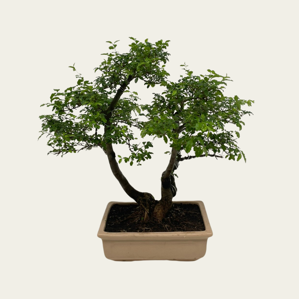Ligustrum nr 26