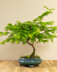 Metasequoia Spiral