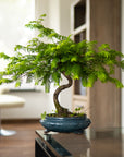 Metasequoia Spiral