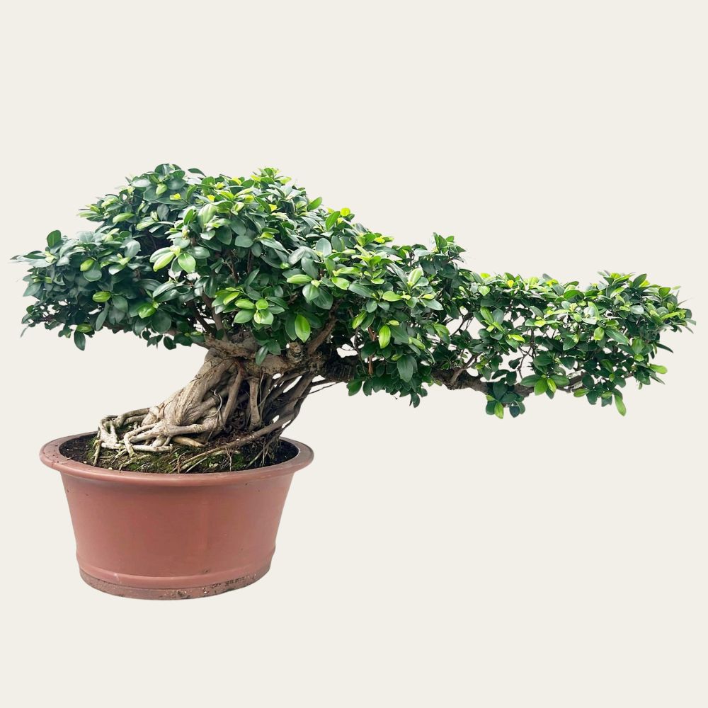 Ficus nr 28