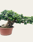 Ficus nr 28