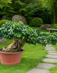 Ficus nr 28