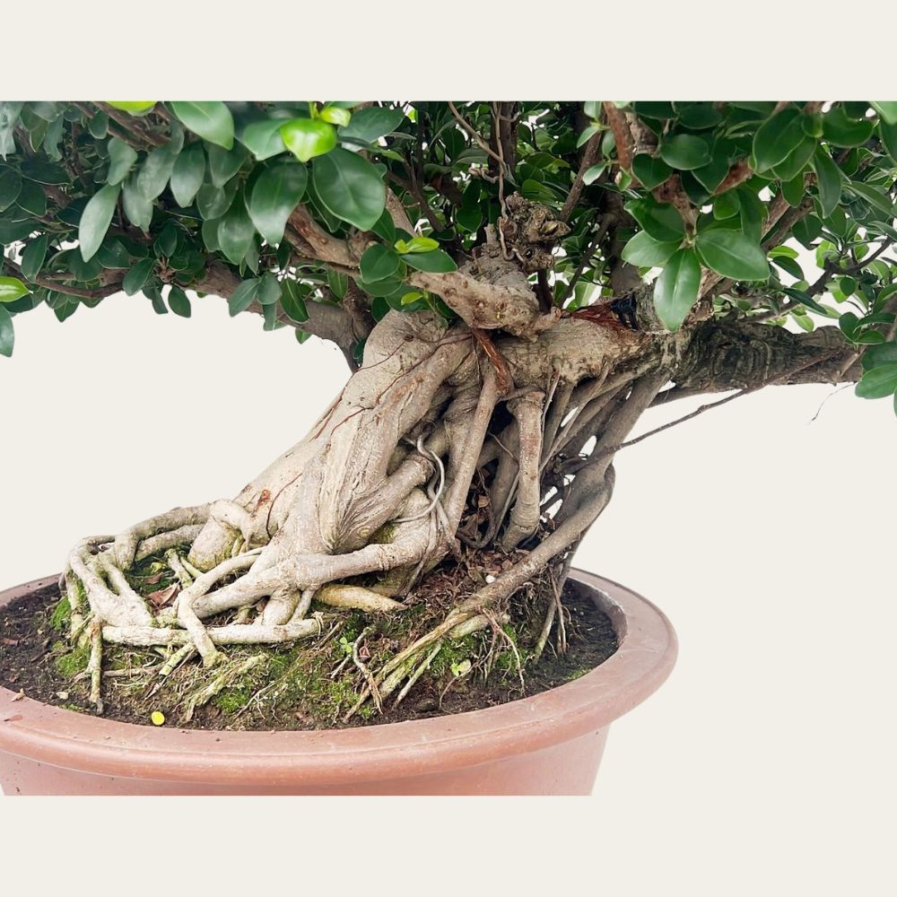 Ficus nr 28
